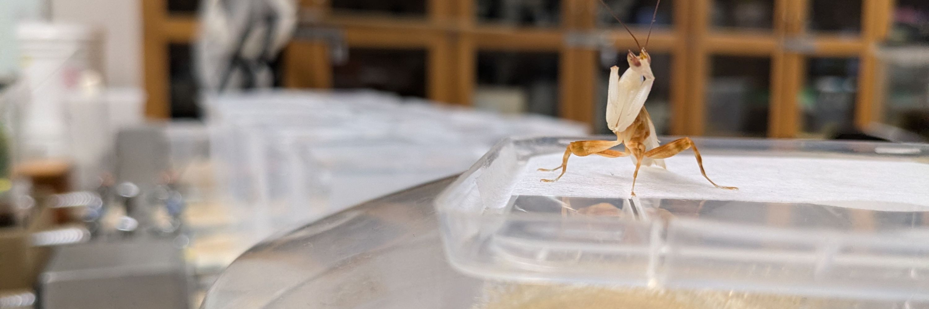 UMD Entomology