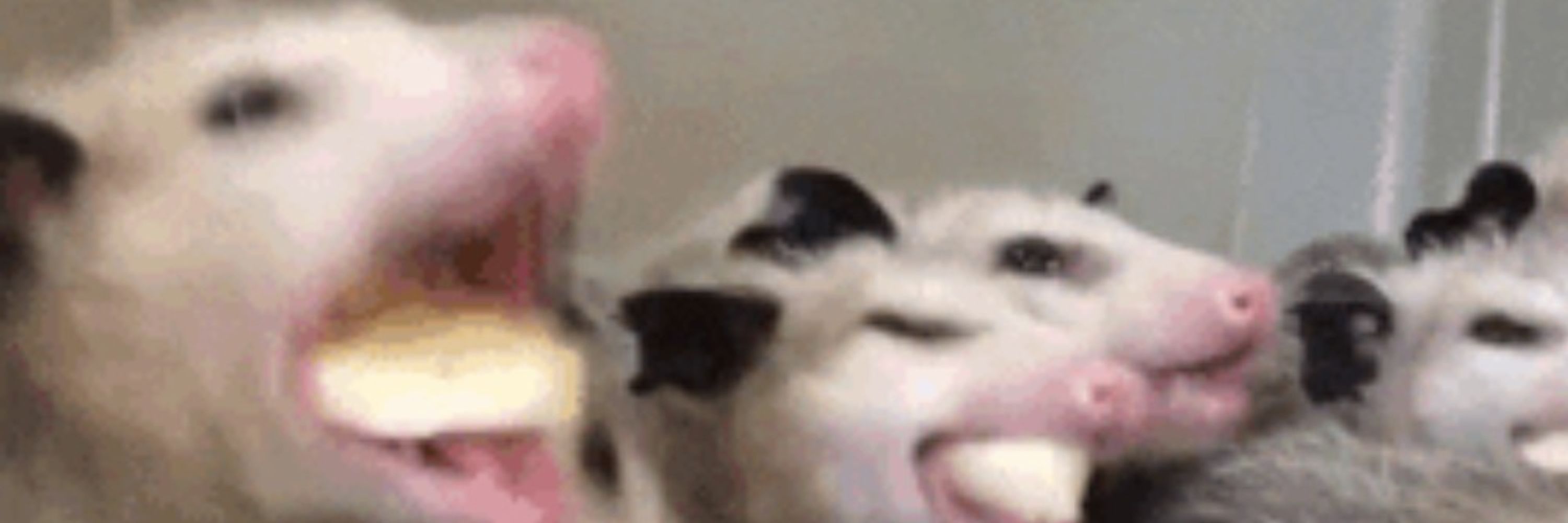 OpossumOptimism