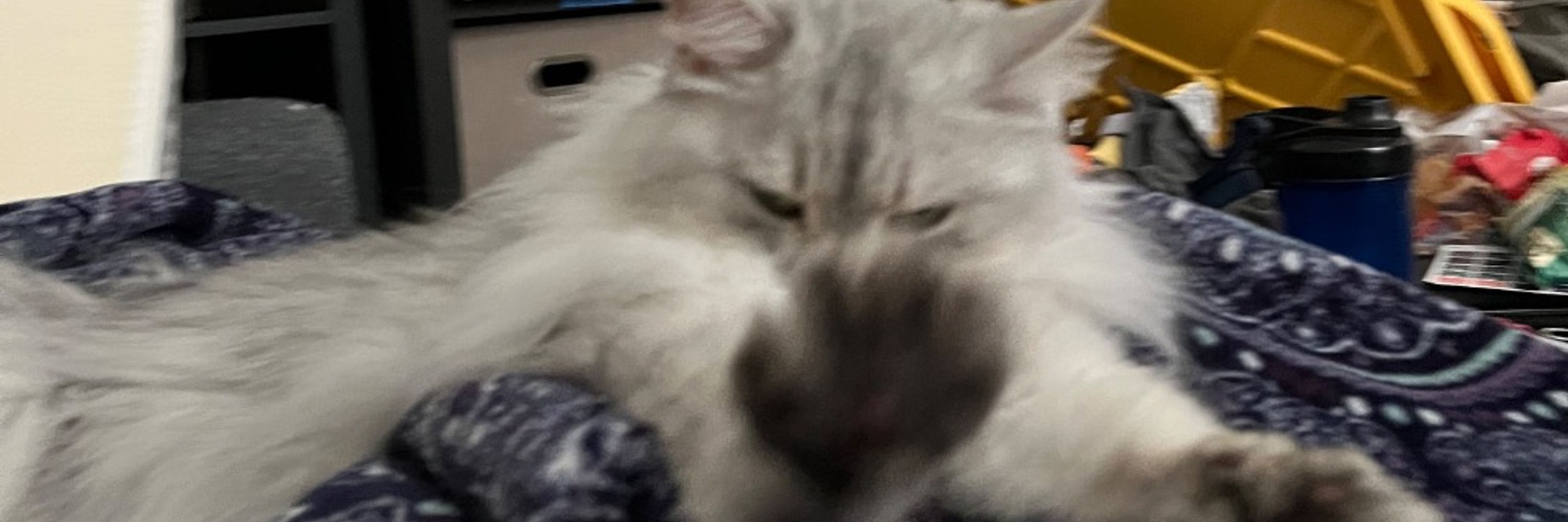 nyankind