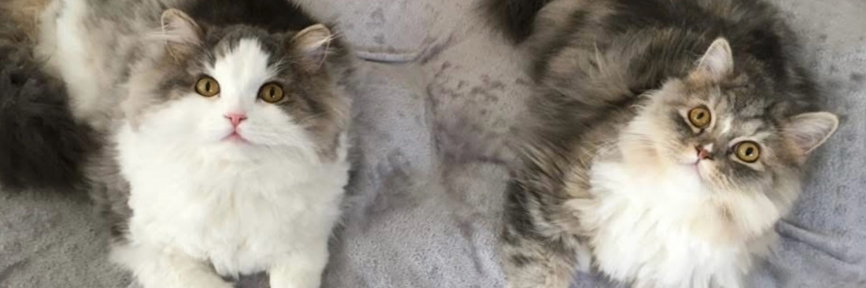 PeefTheFluffmuffin