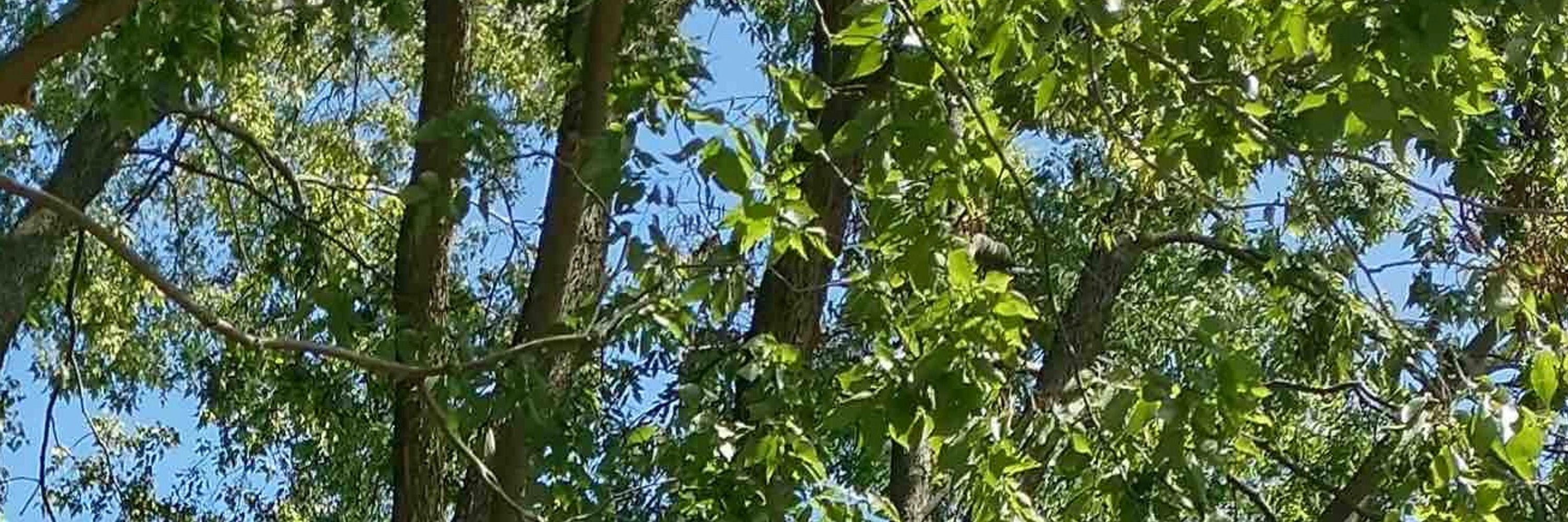 Forest for the trees