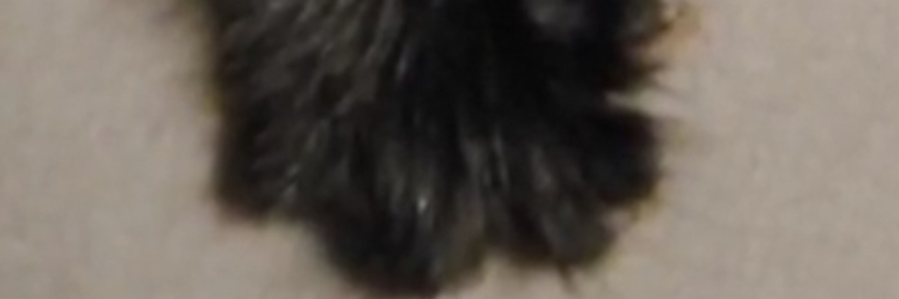 Devil