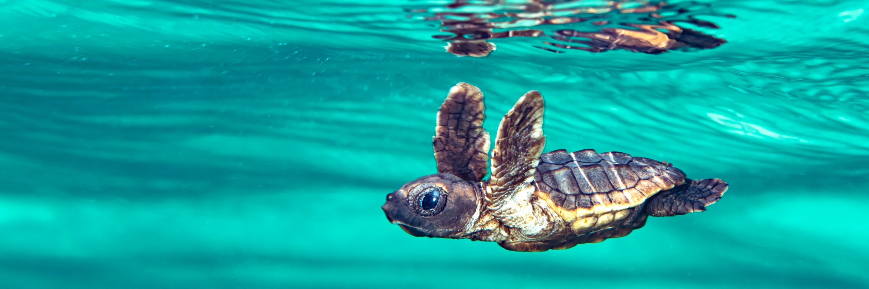 Mario Cisneros | Wildlife Photographer