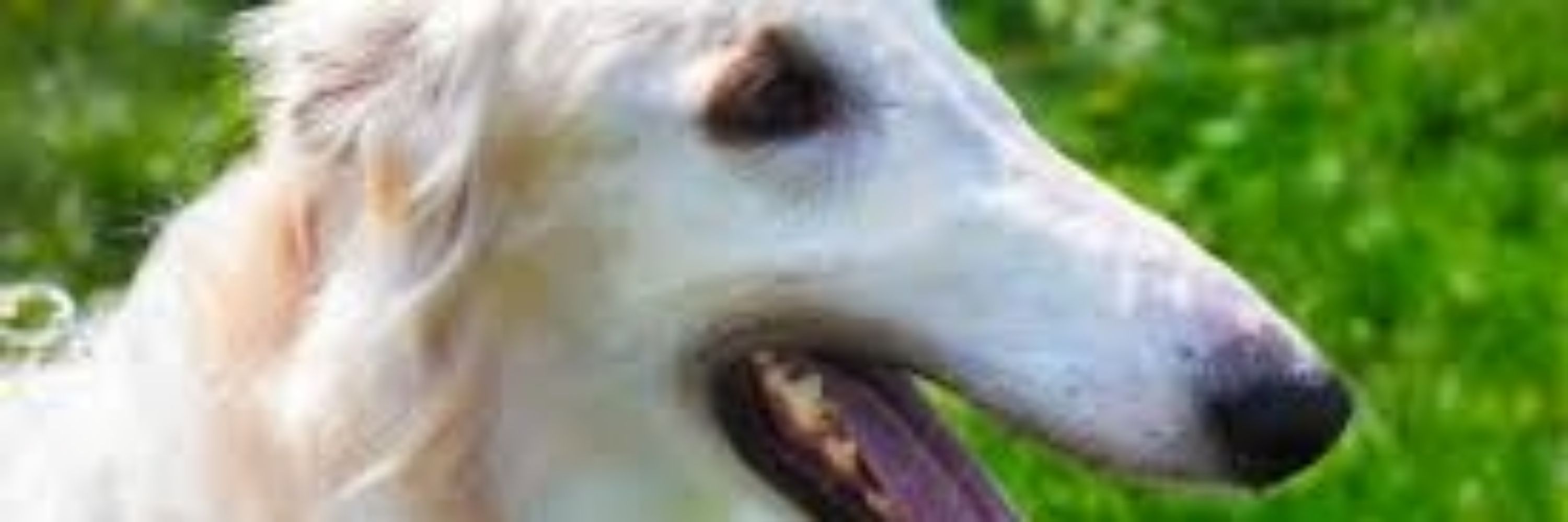 Borzoi fan