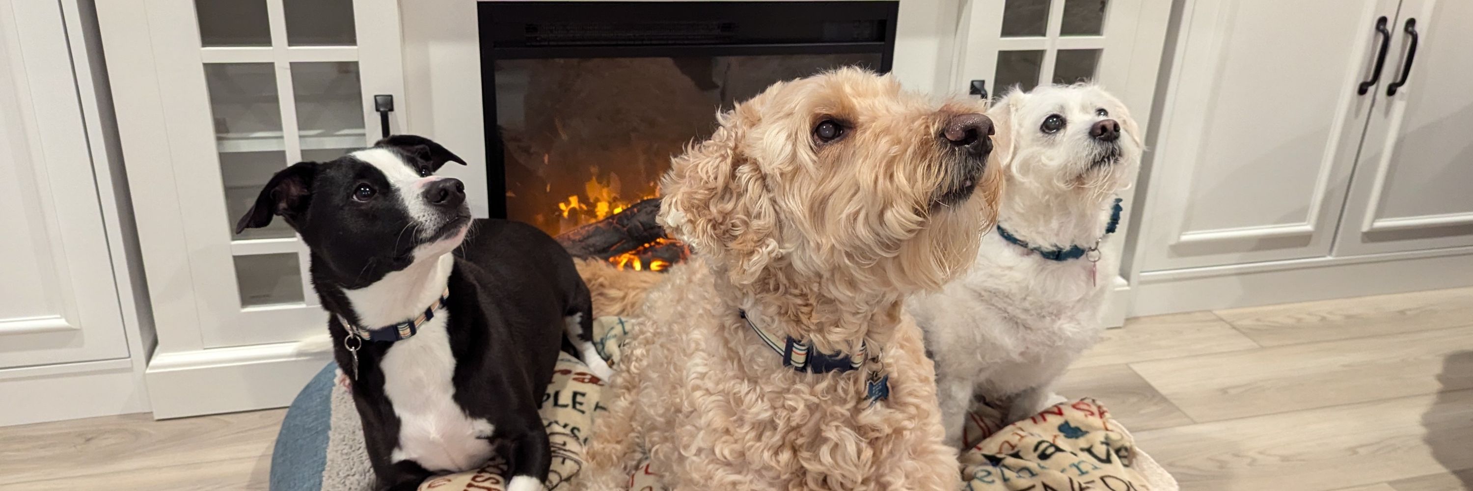 Tail Wagging Squad