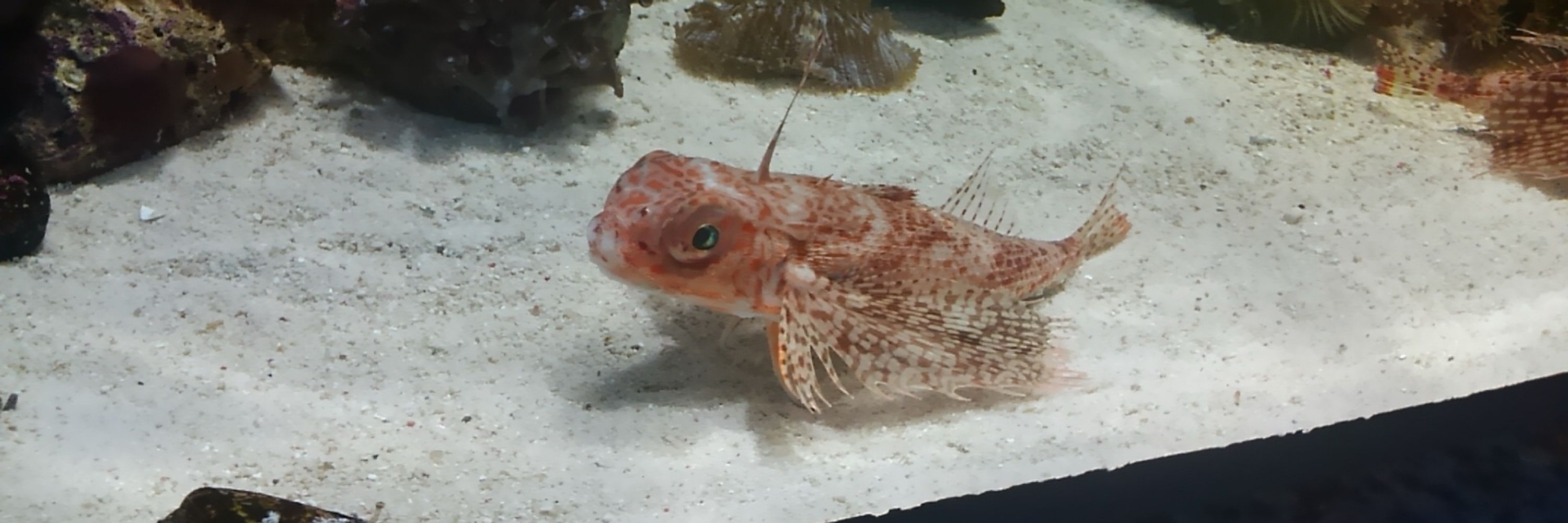 ワンダバーさかい