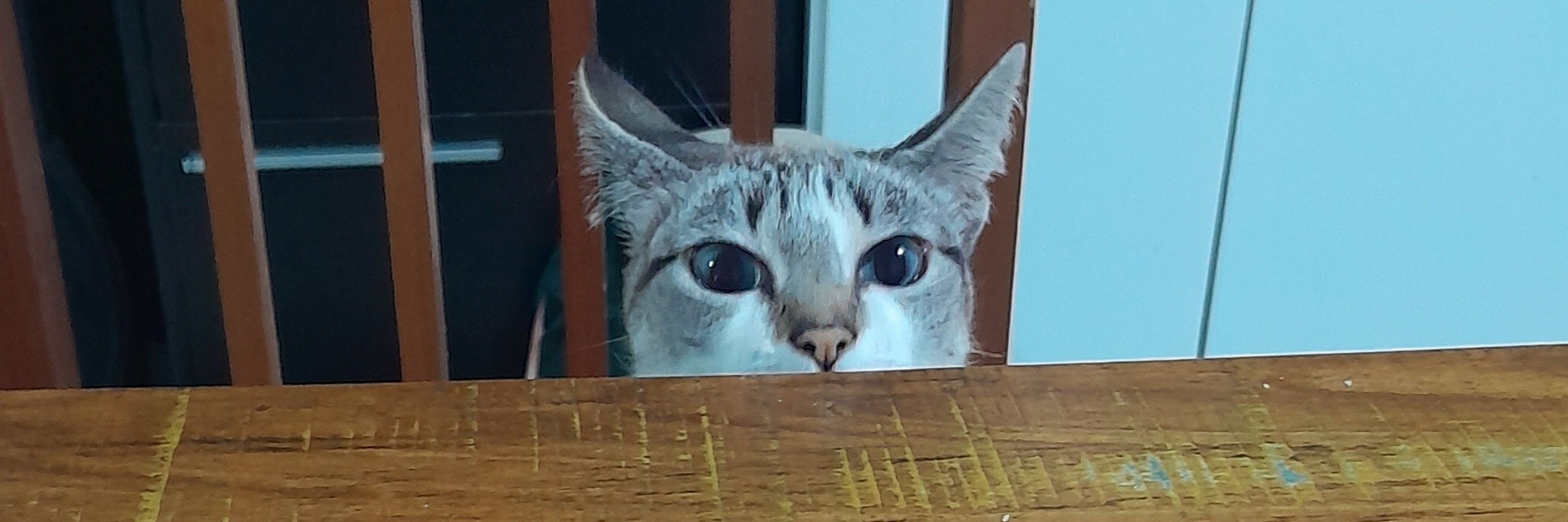 Nini 
