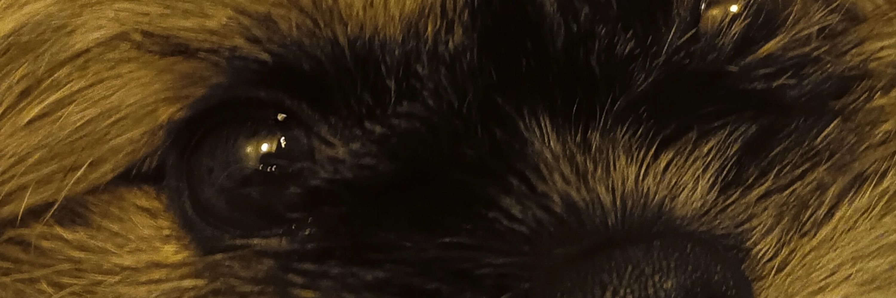 Bri