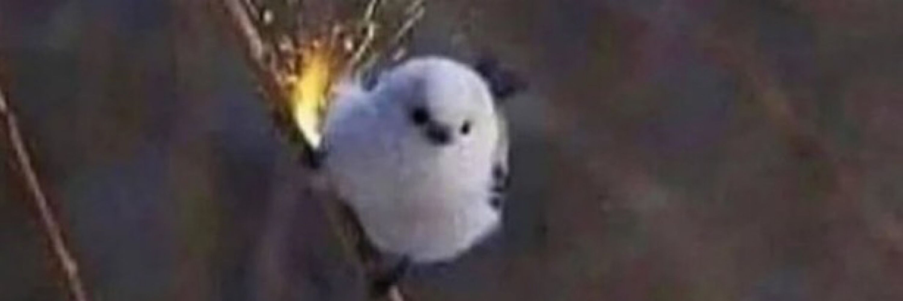 PastelDaifuku