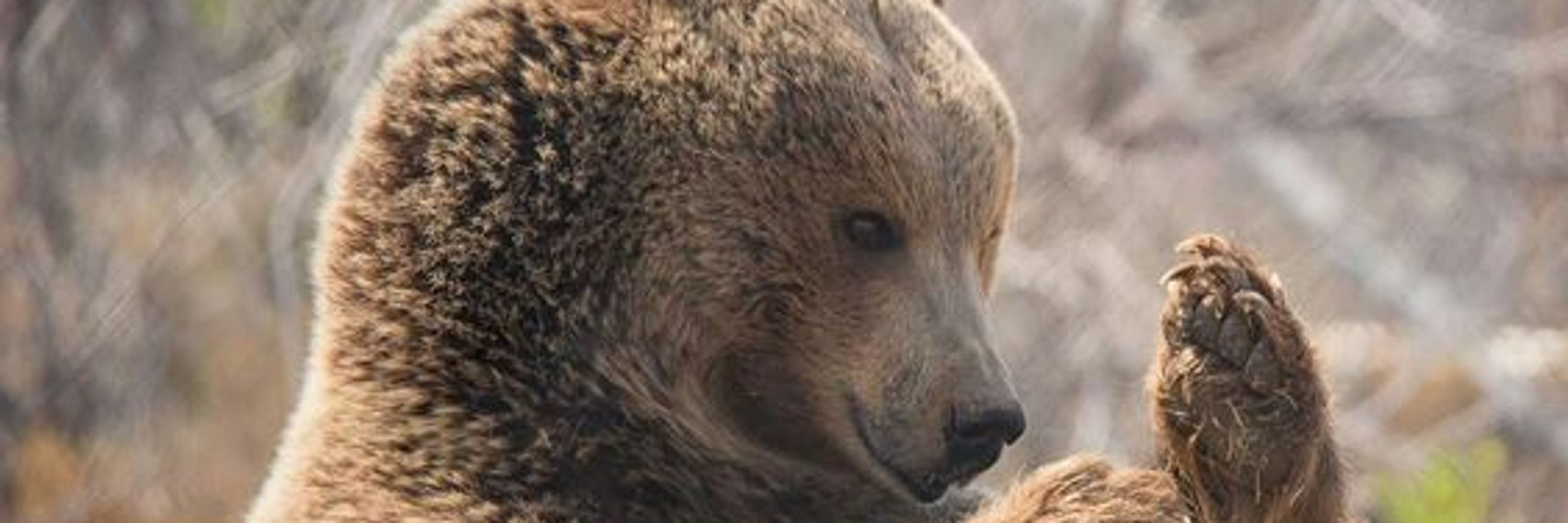 Black Bear