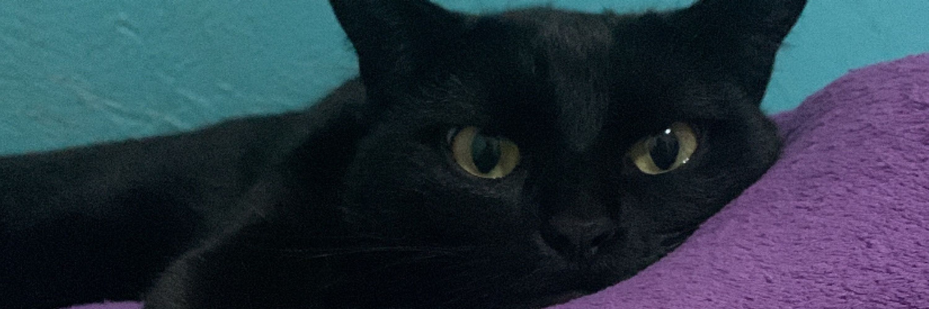 capitu