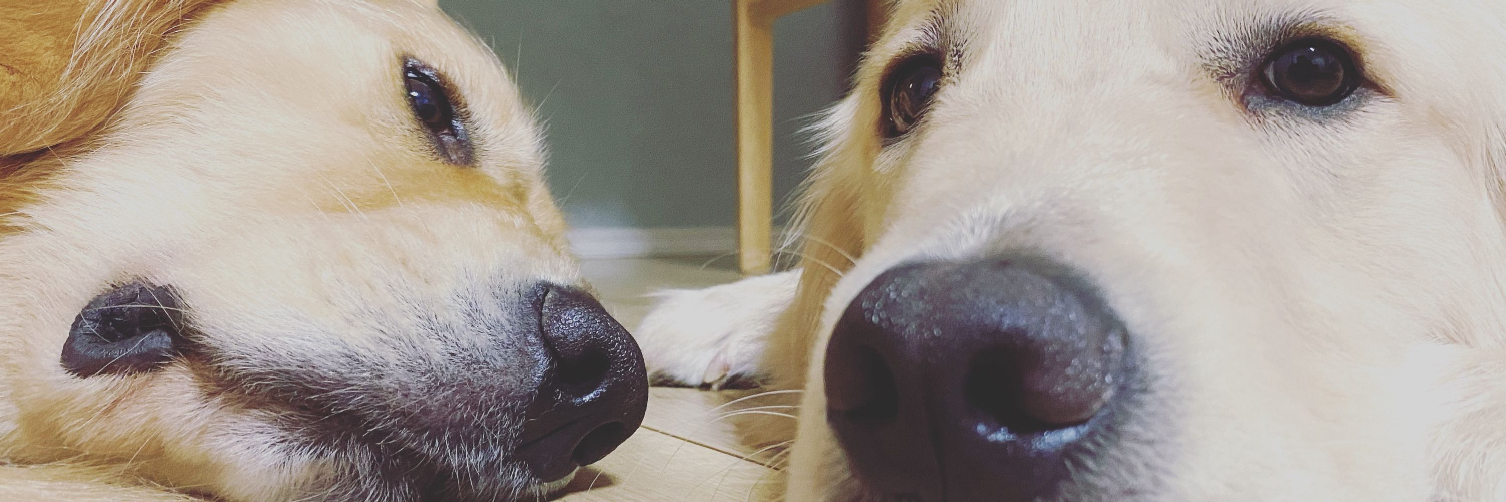 ゴールデンレトリバーのテヤンとクルム。-goldenretriever-