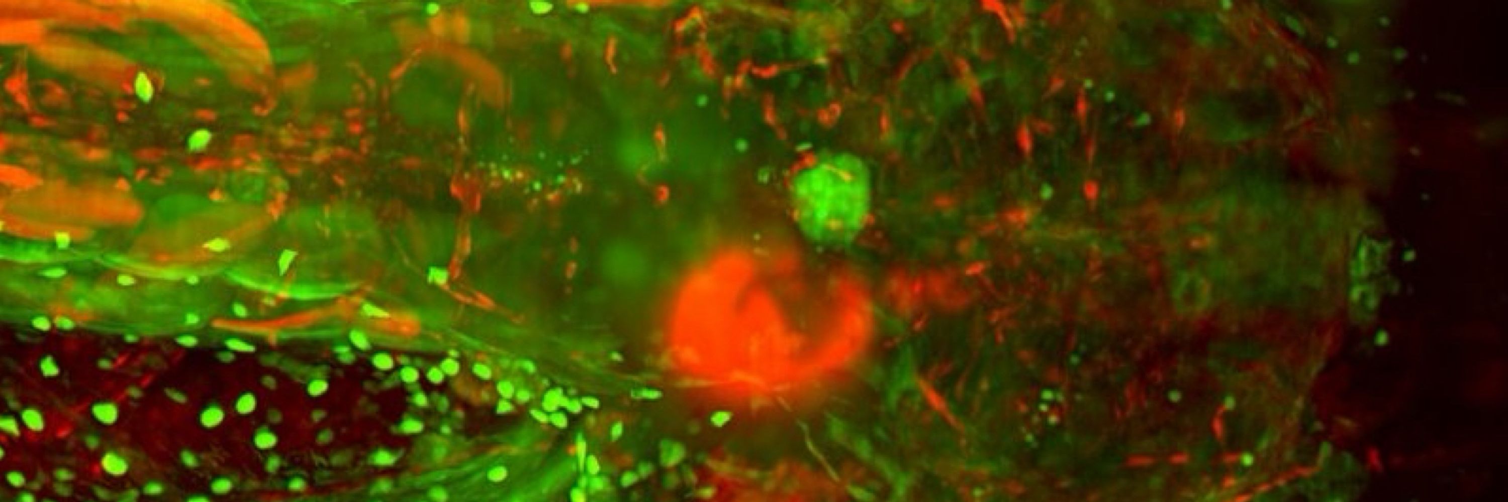 Light-Sheet Fluorescence Microscopy (LSFM) course