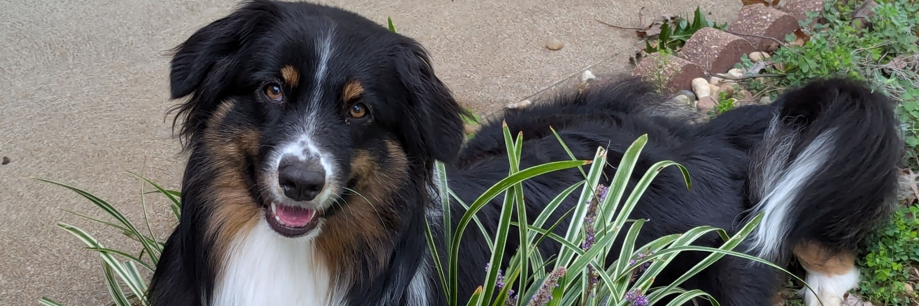 Sandi