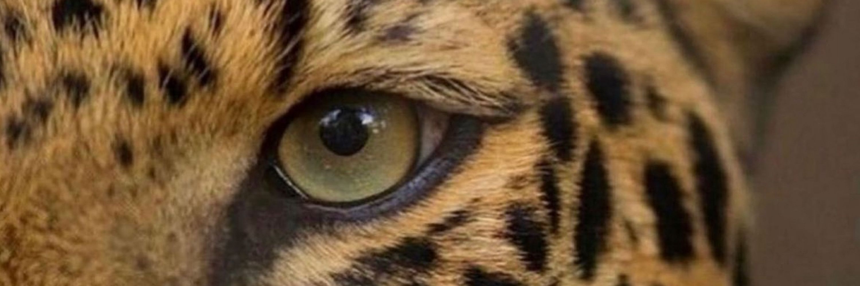 HY🐆