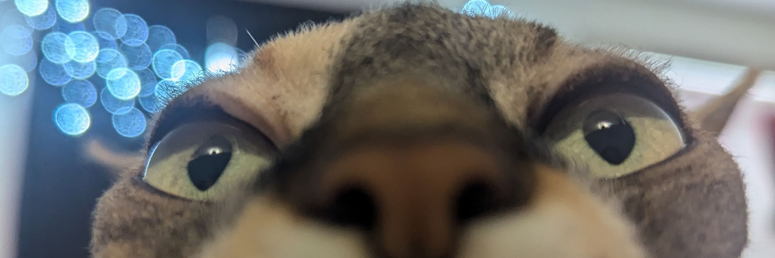 Melon