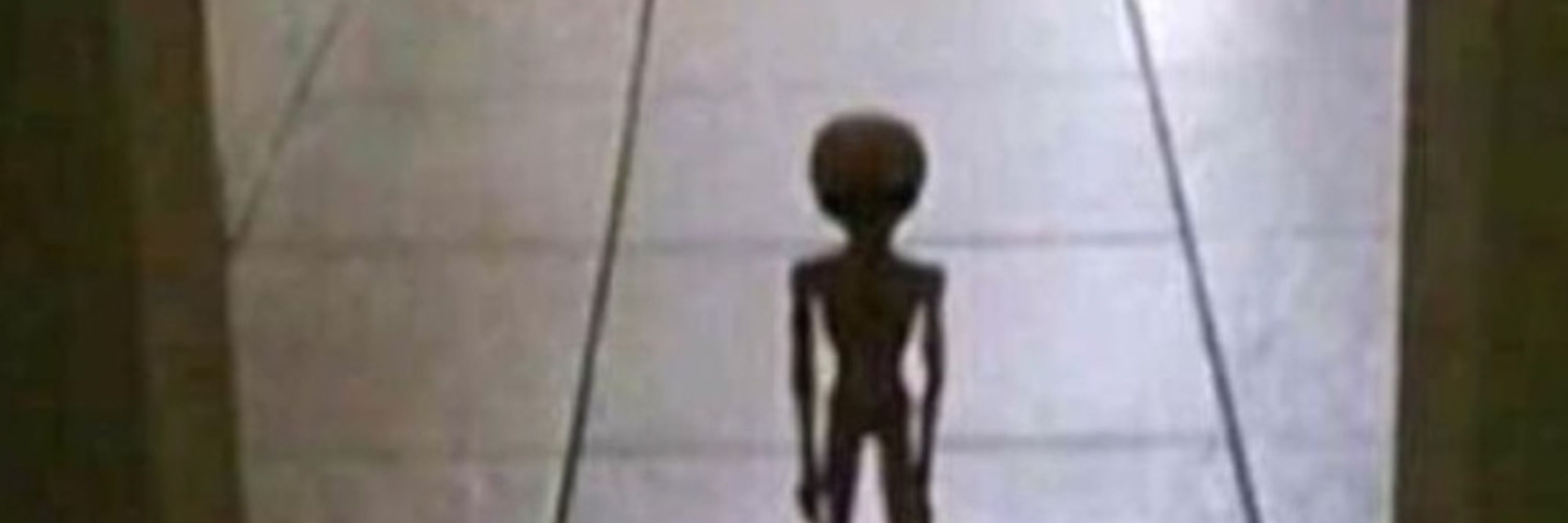 Allison Kim - Looking for work! 👽