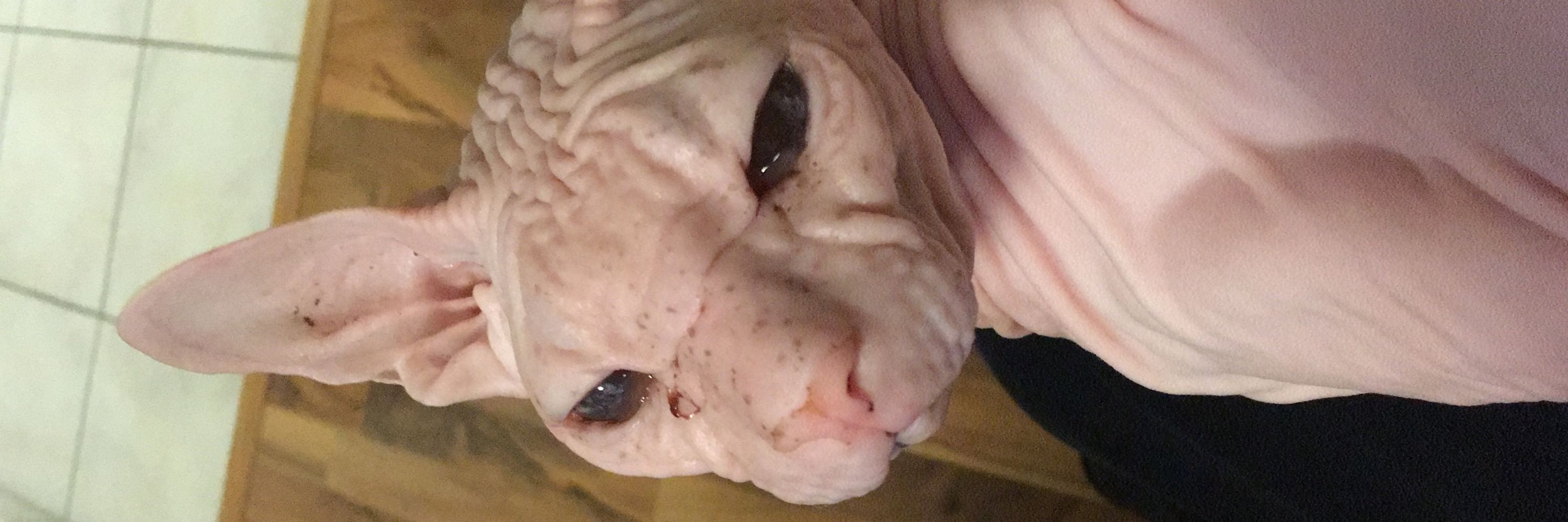 Ёшкин Кот
