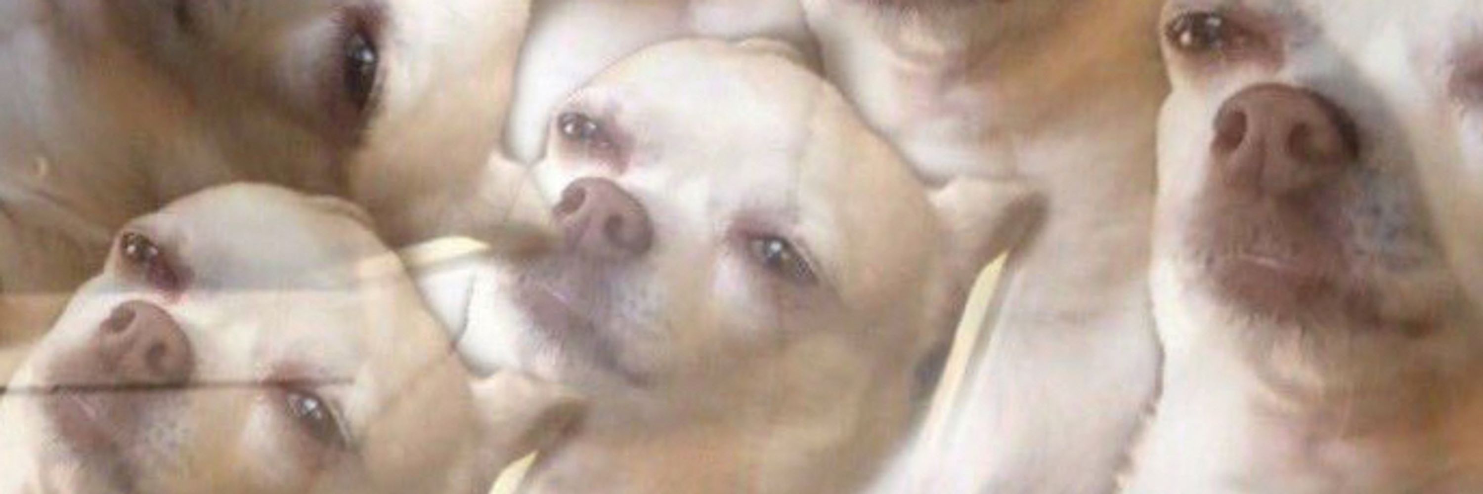  ❰ ❰ 𝘉 𝘌 𝘈 ❱ ❱