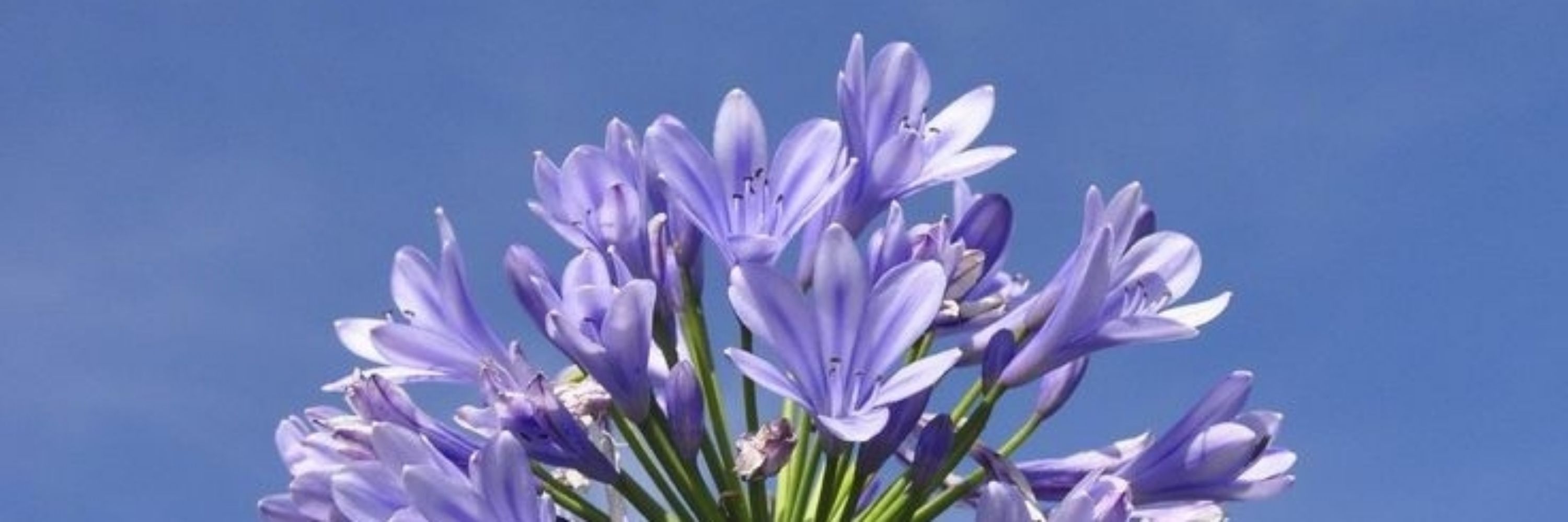 amarilis