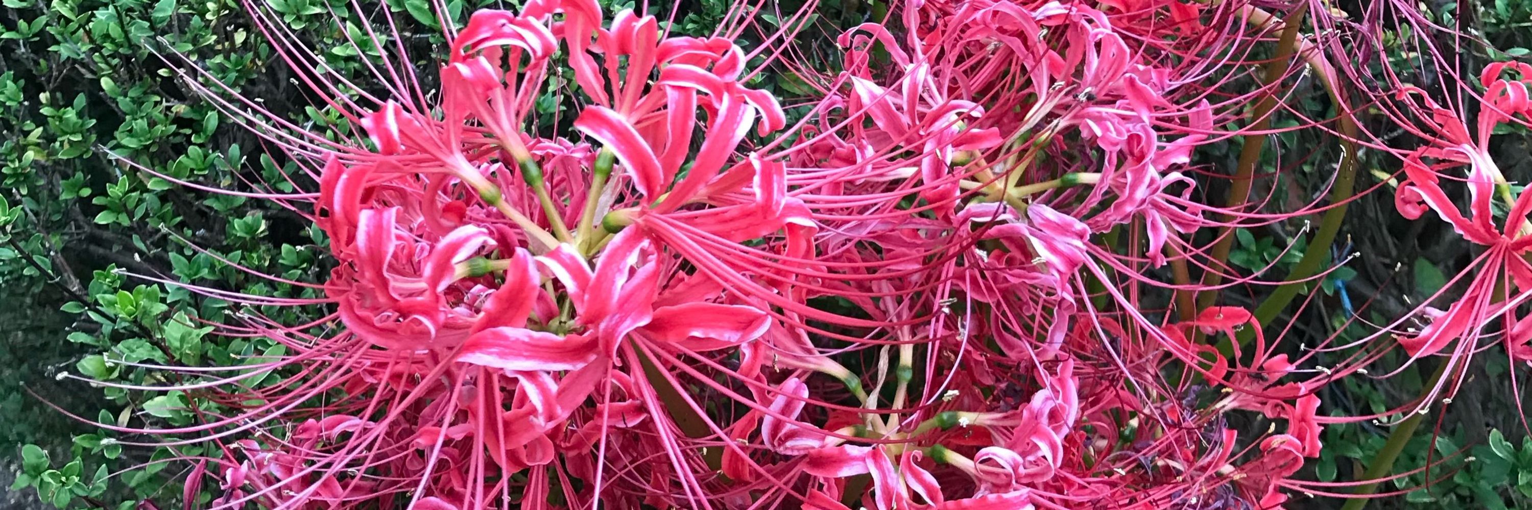 早田ハム
