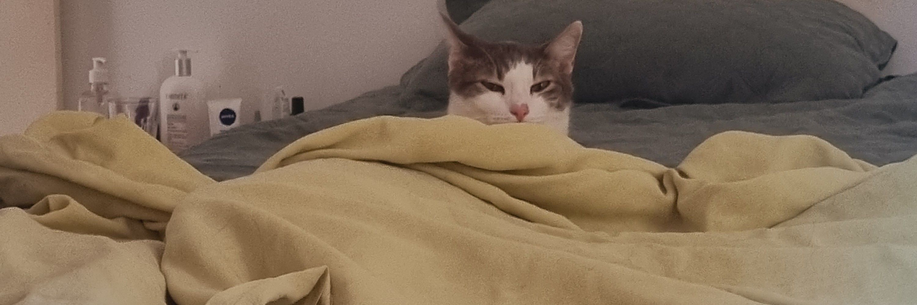 toguebi