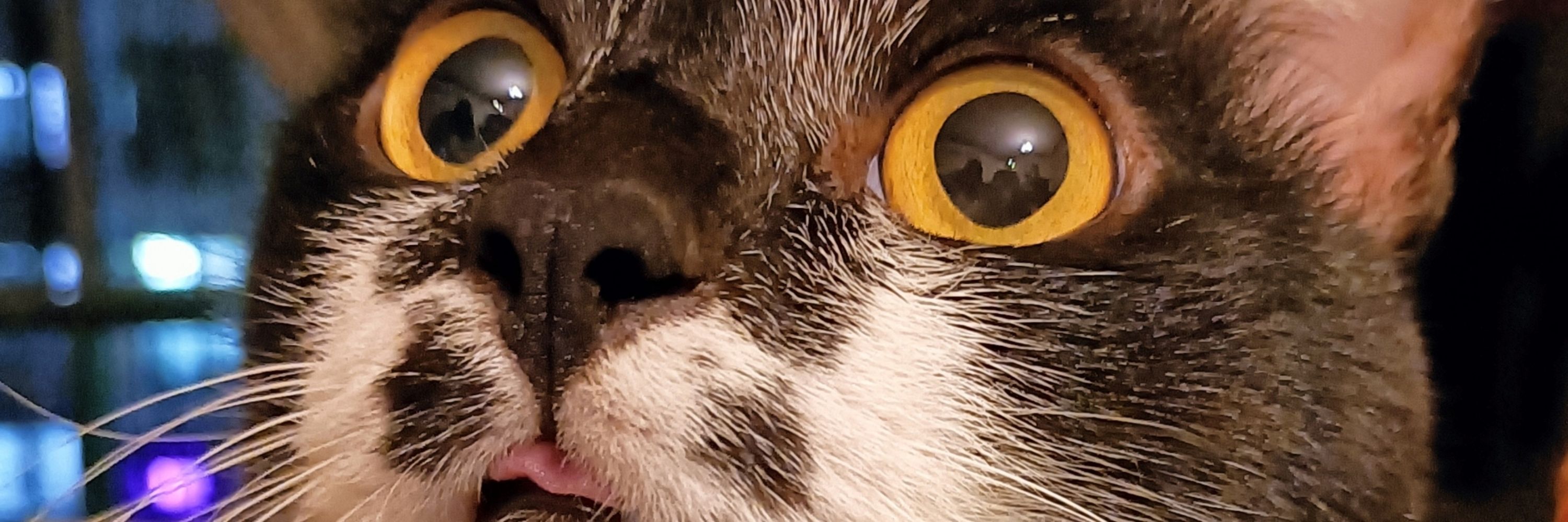 Sho