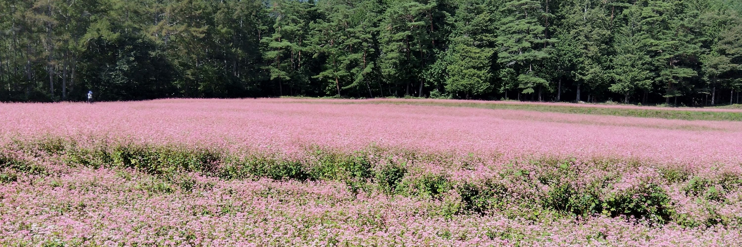 葉月