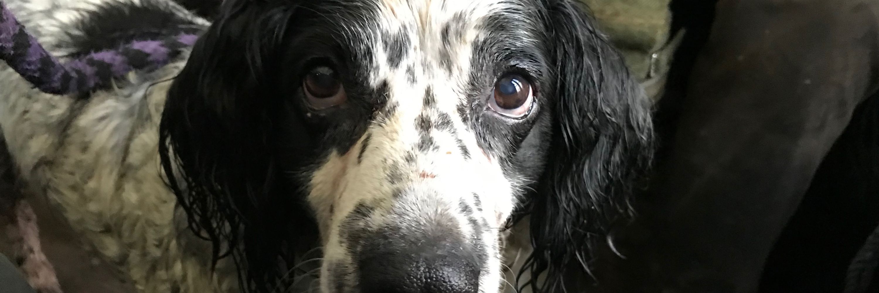 Albertspanner 