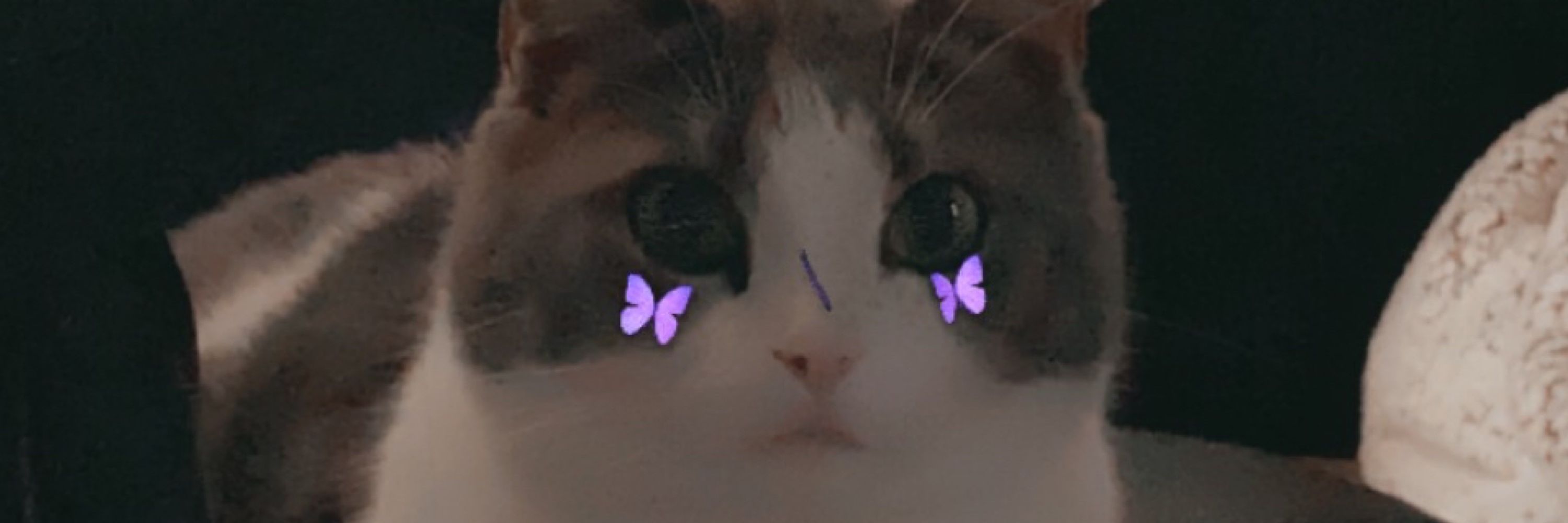 Molly