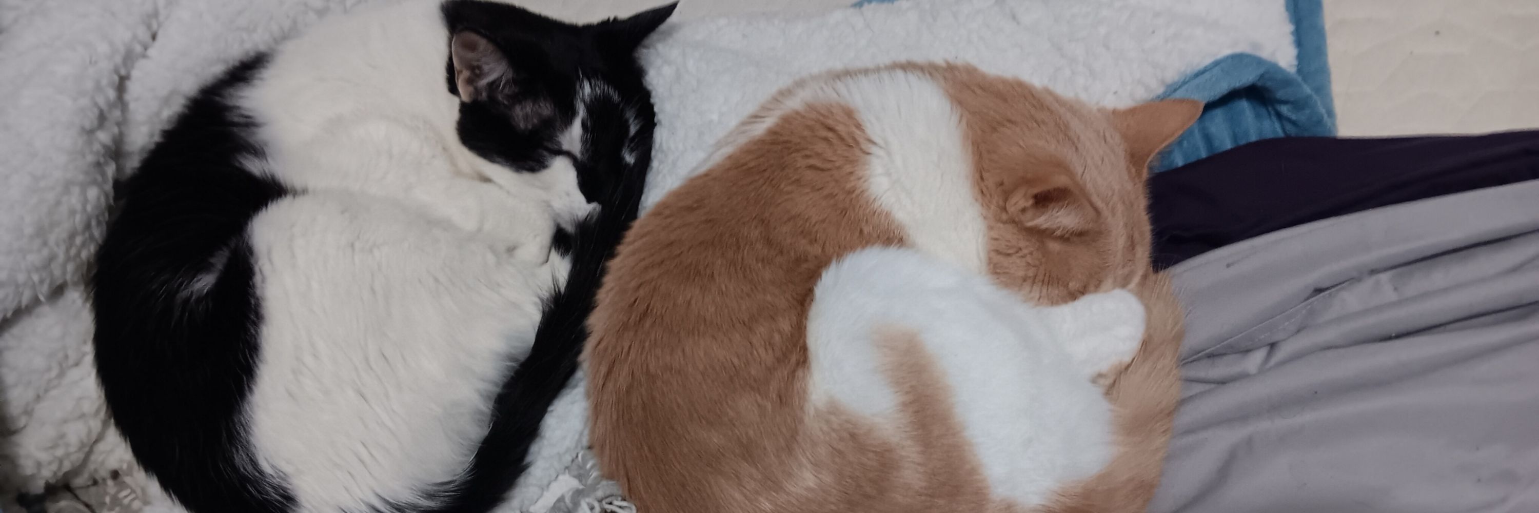 AllTheMeows
