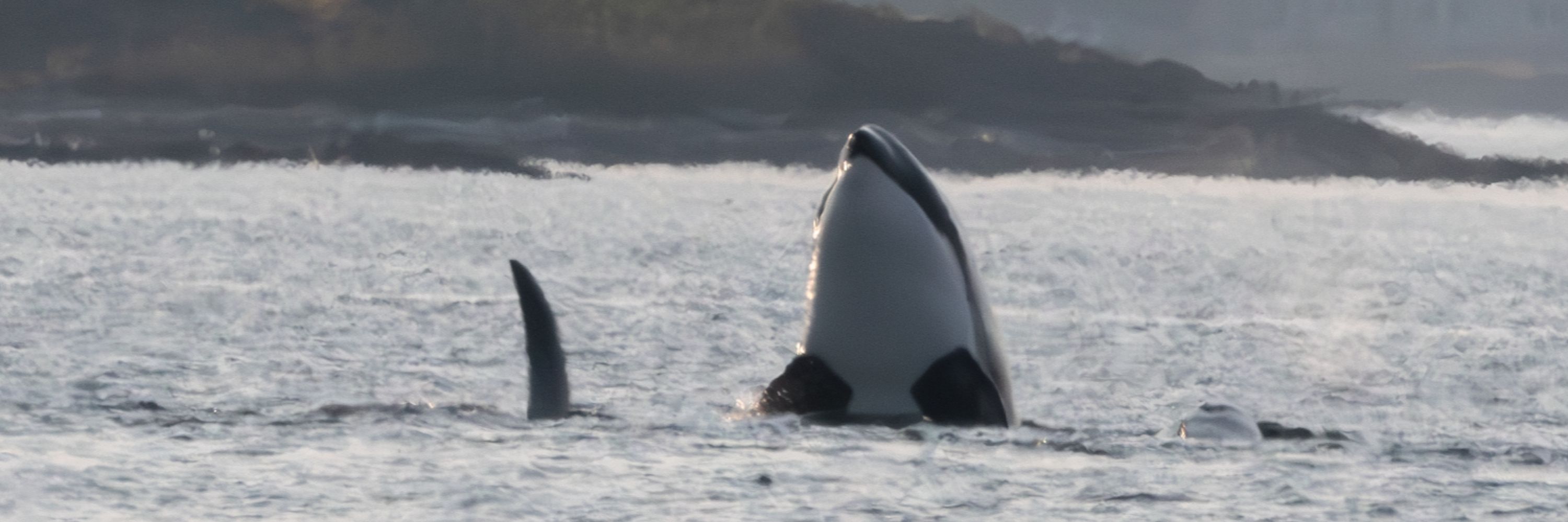 Orca Network