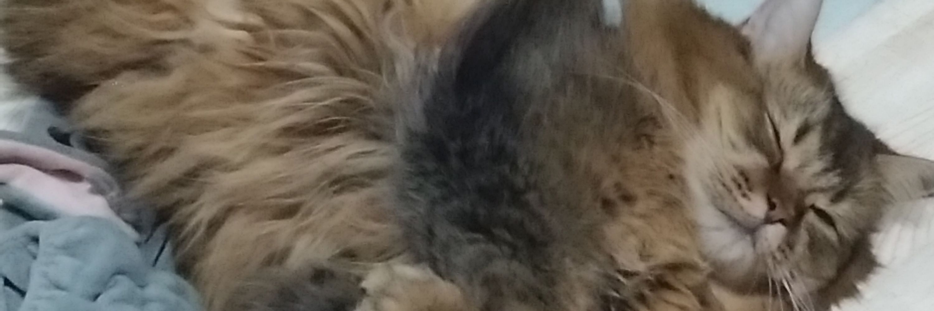Long