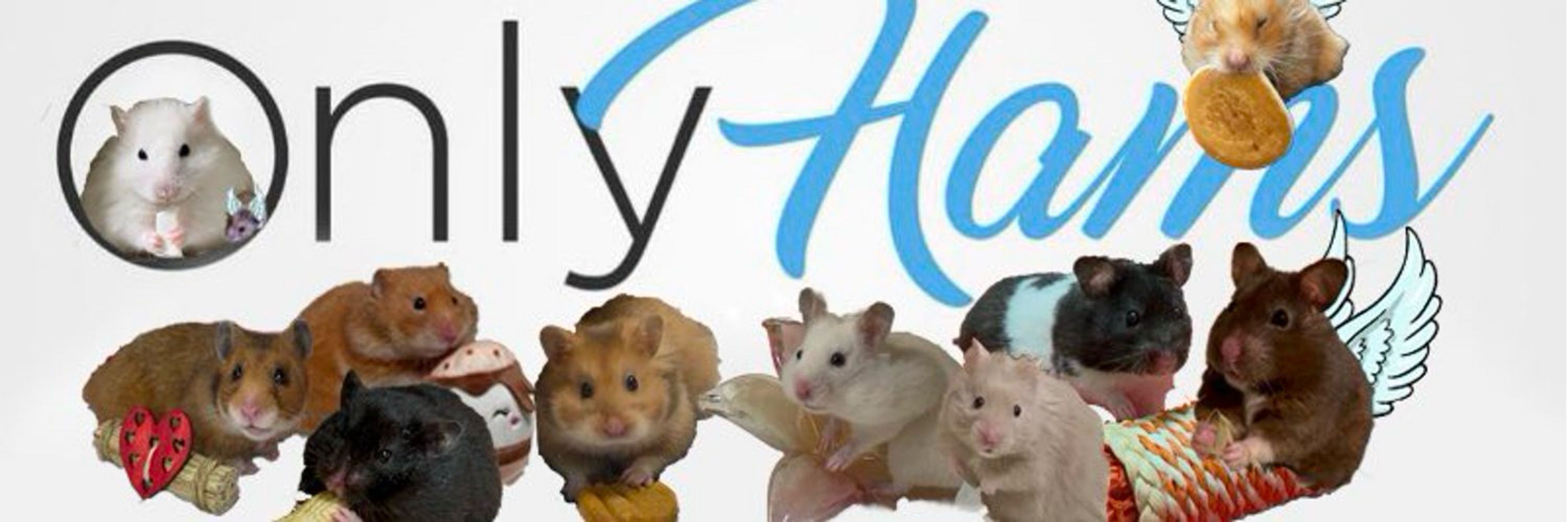 The Hamster Patch