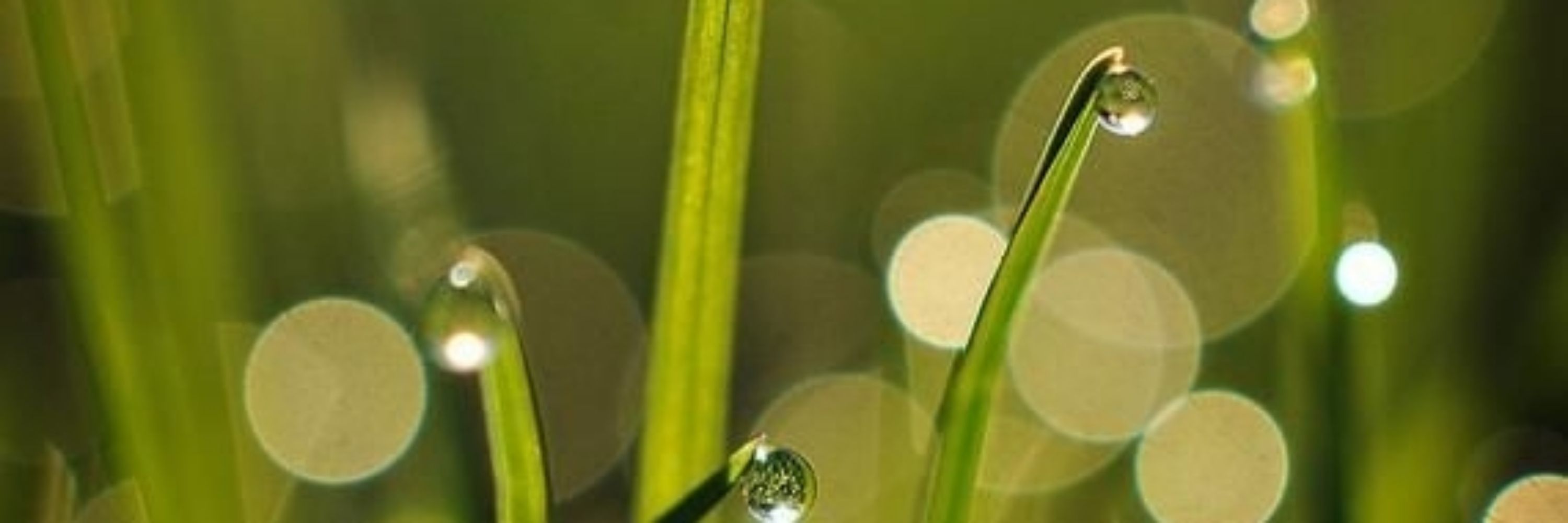 Dew Diligence 