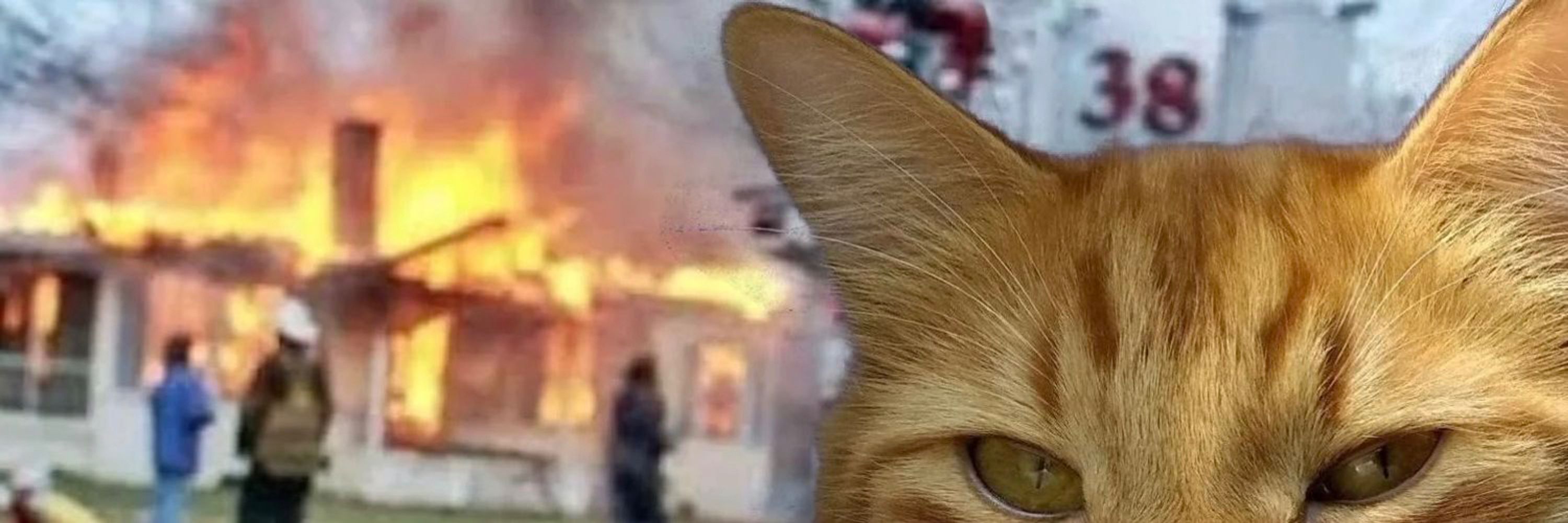 DevOpsCats
