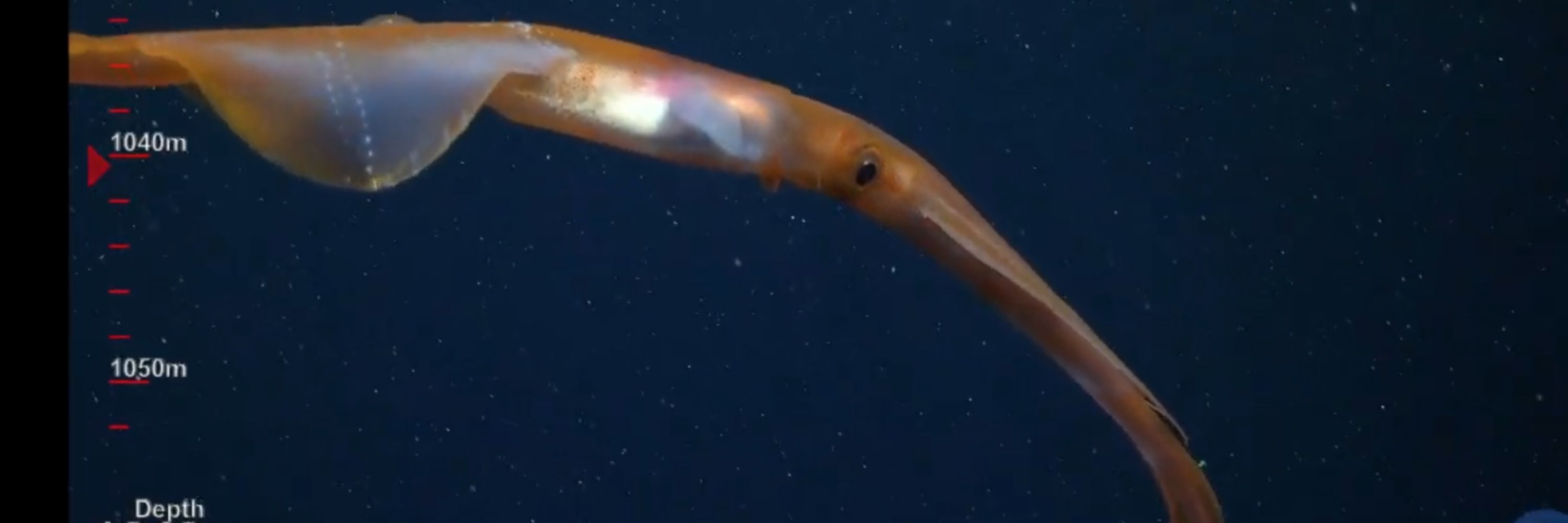 Livestream Oceanographic