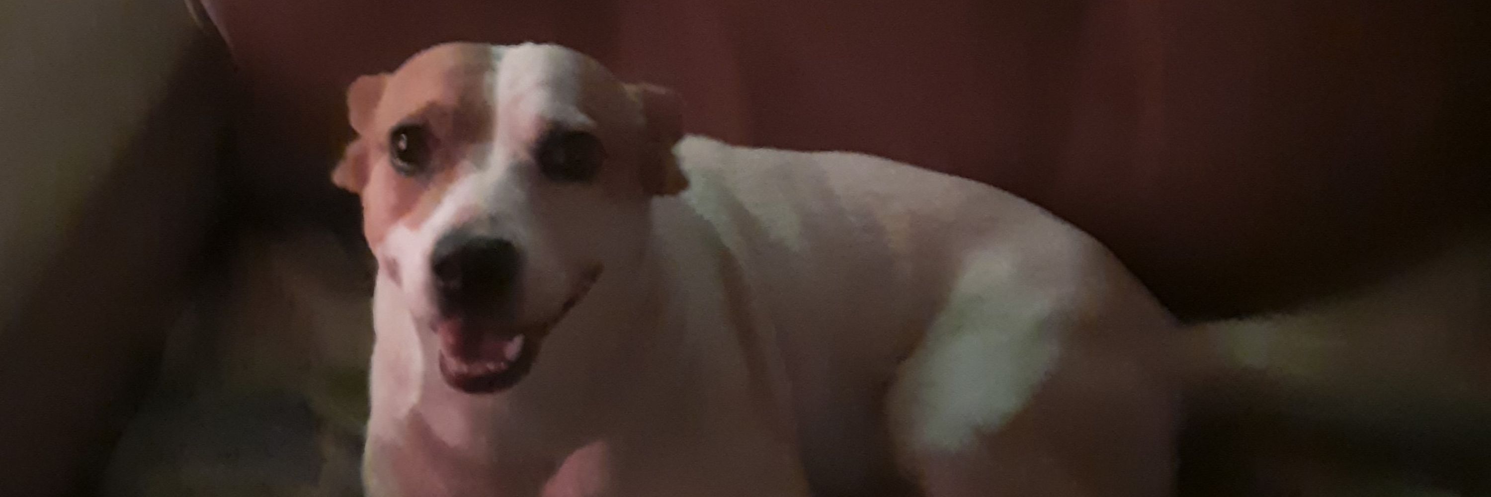 isa