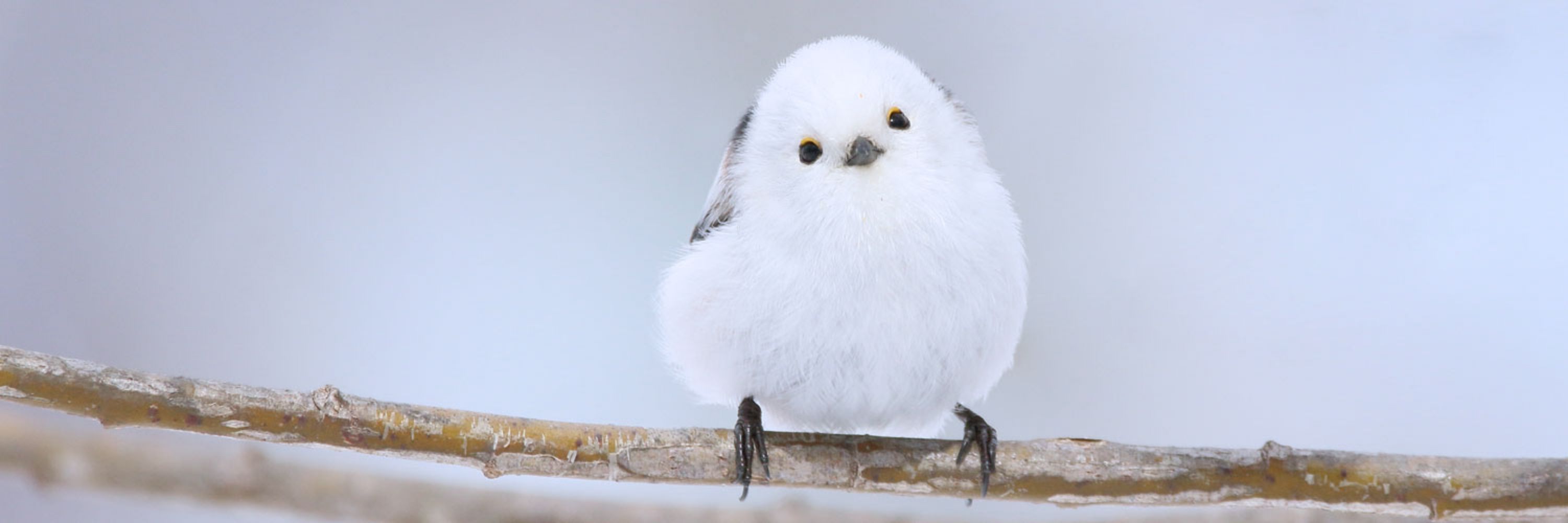 リト