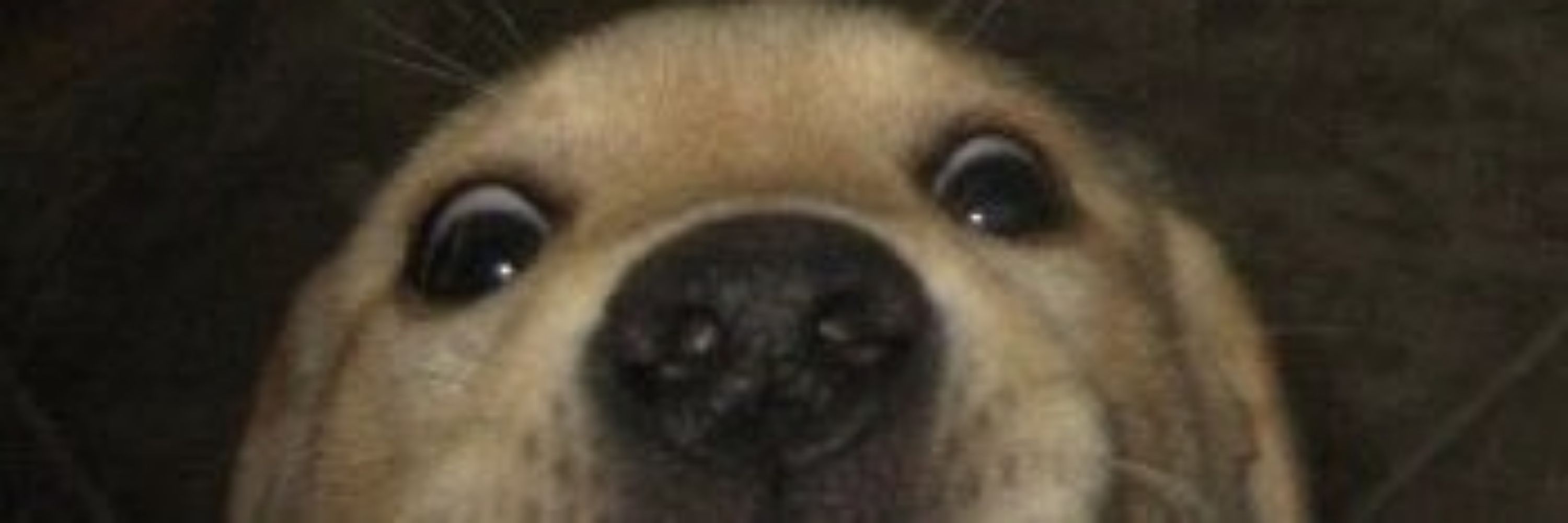Temnxeiz