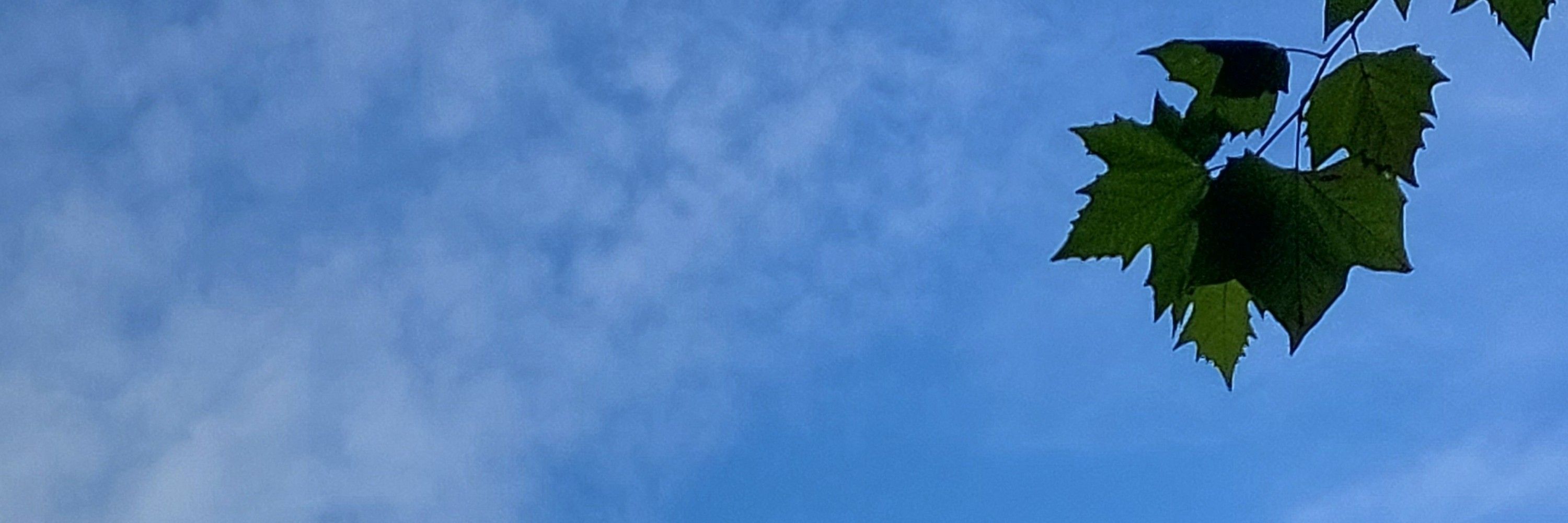 Lila Laune Mond