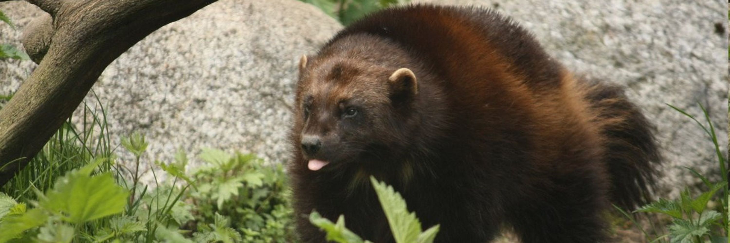 Grey the Wolverine