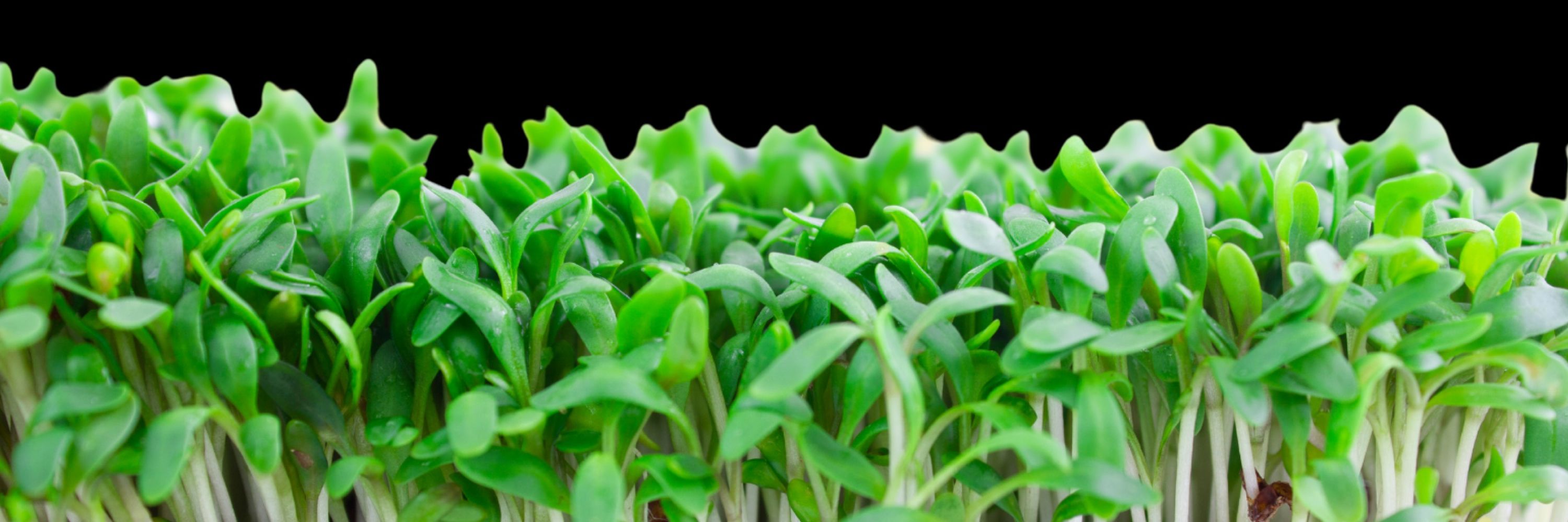 Twin Leaf Farm