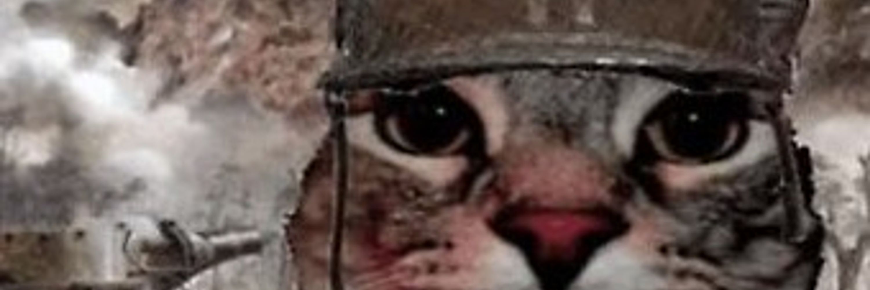 Ants Likes Cats