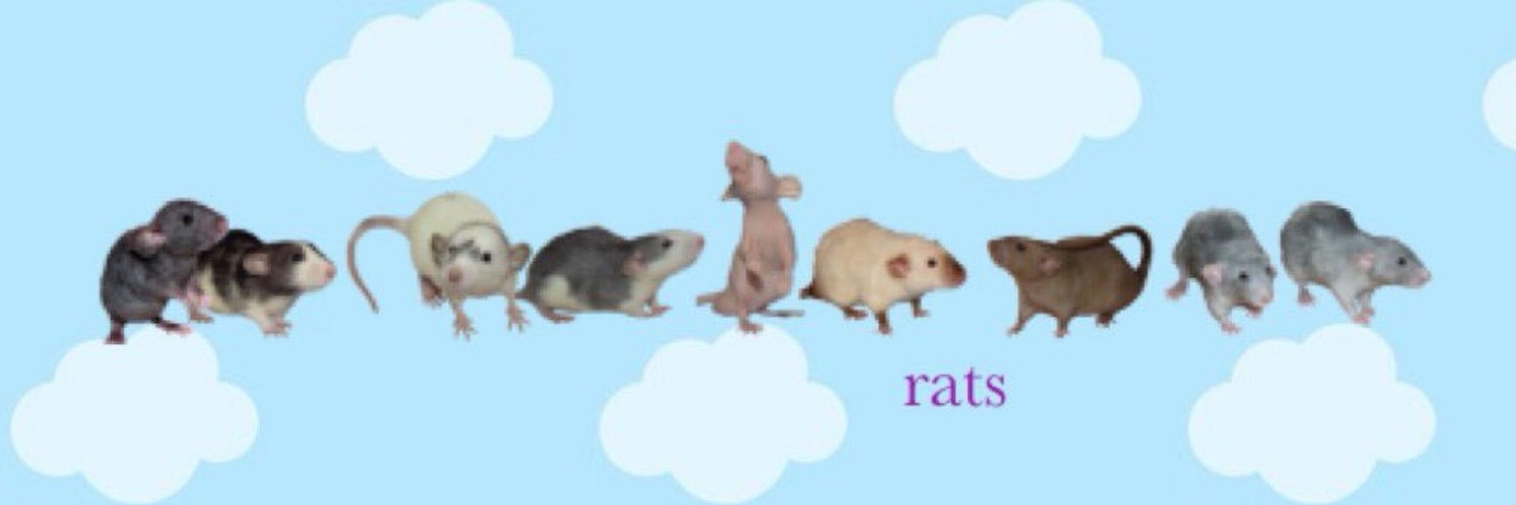 miss rat🐀