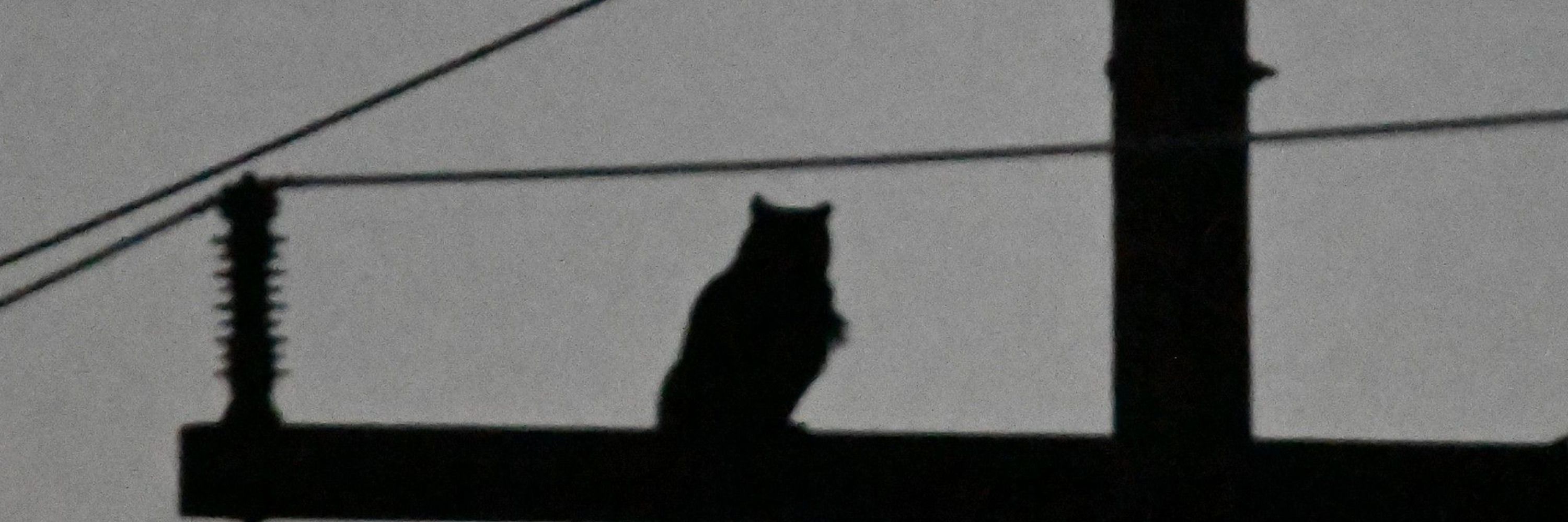 Baleful Strix