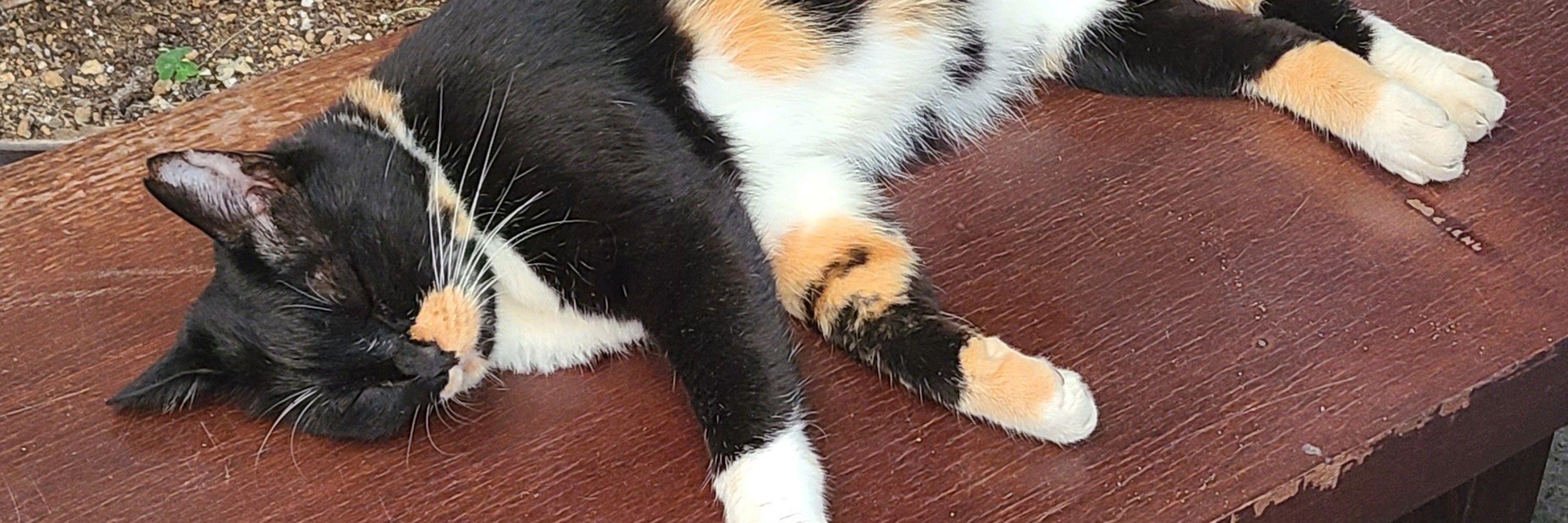月猫