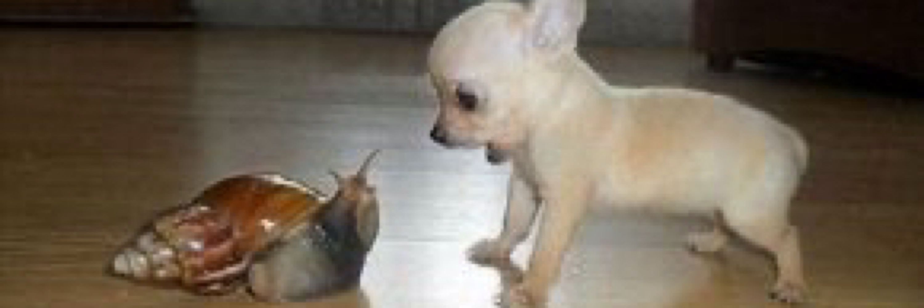chompy