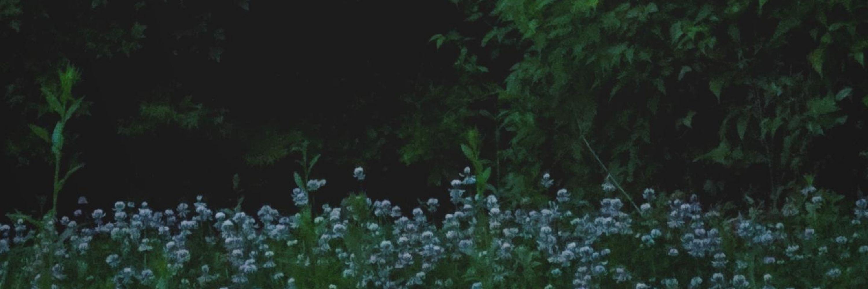 시나