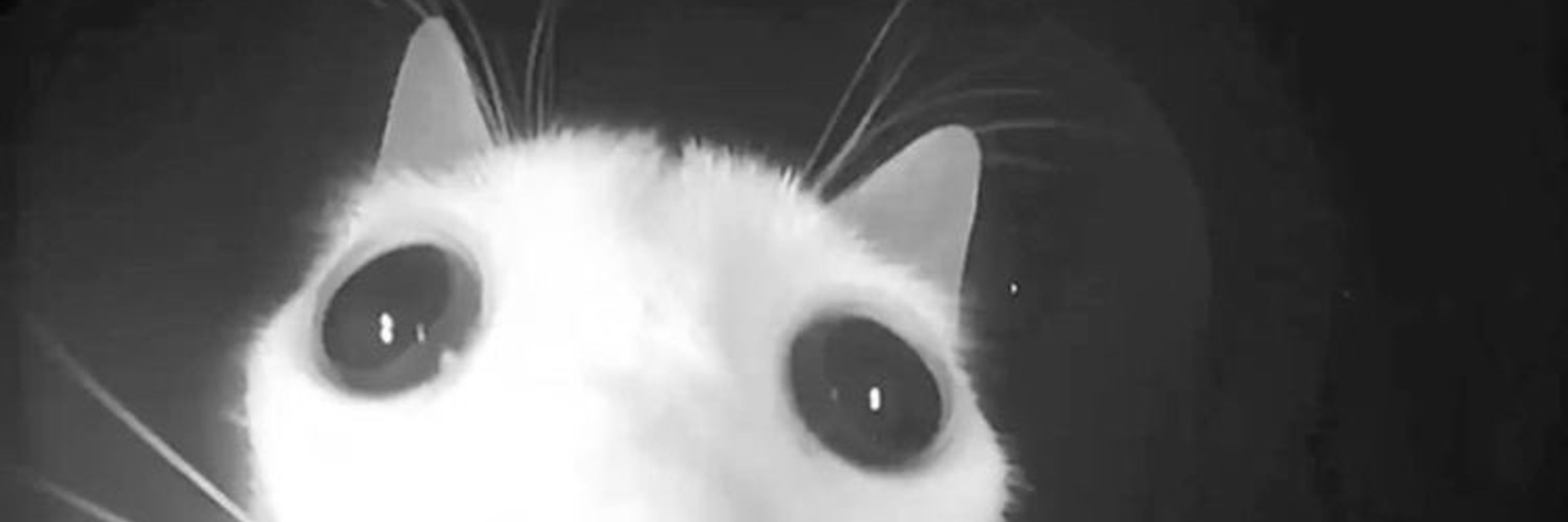 Bwinky